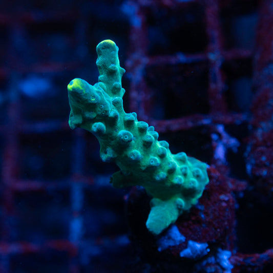 Assorted Acropora - AquaGemCorals