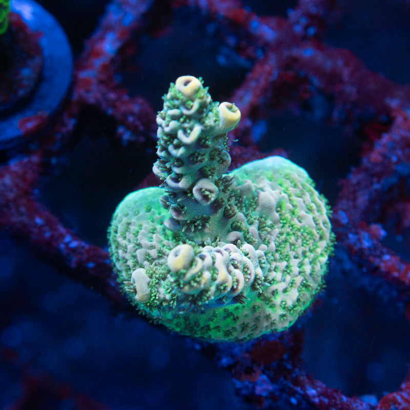 Assorted Acropora - AquaGemCorals