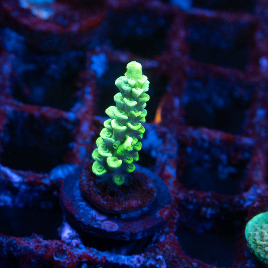 Assorted Acropora - AquaGemCorals