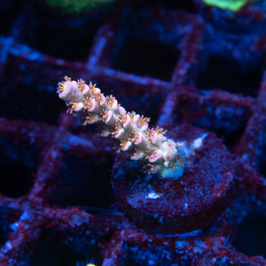 Assorted Acropora - AquaGemCorals