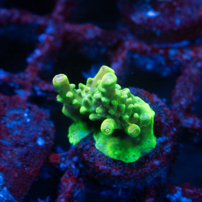 Assorted Acropora - AquaGemCorals