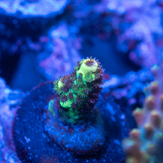 Assorted Acropora