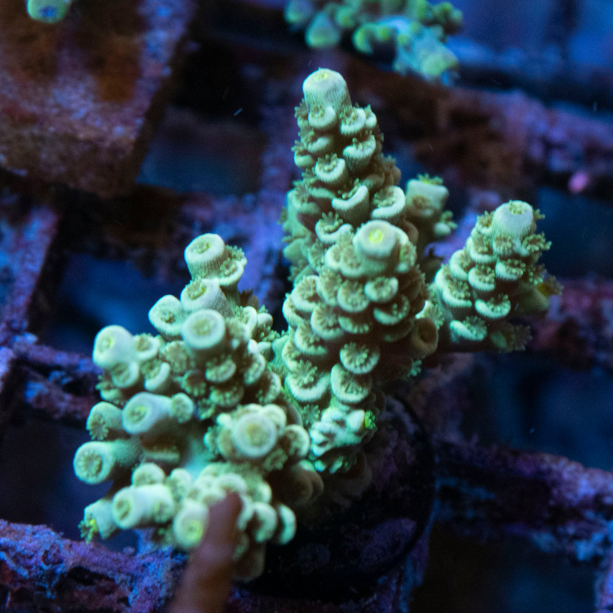 Assorted Acropora coral frag from AquaGem Corals