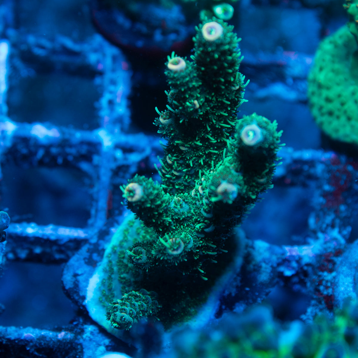 Assorted Acropora live reef coral - AquaGemCorals