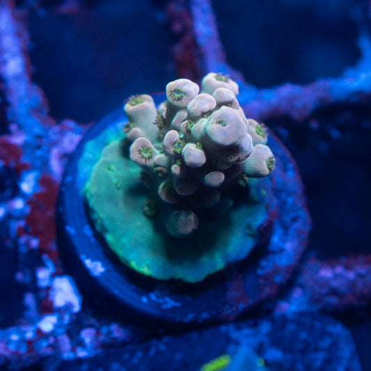 Assorted Acropora