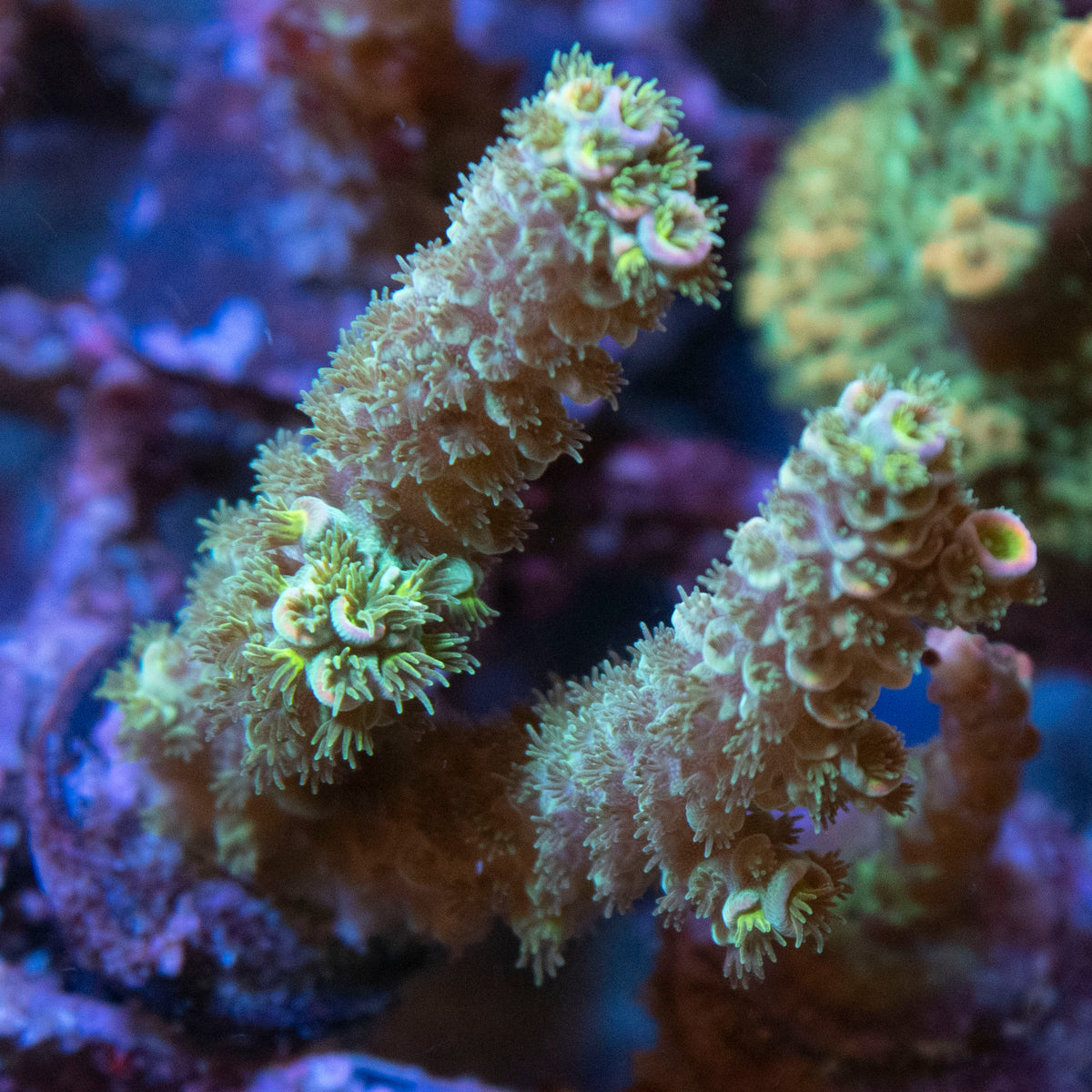 Assorted Acropora coral frag from AquaGem Corals