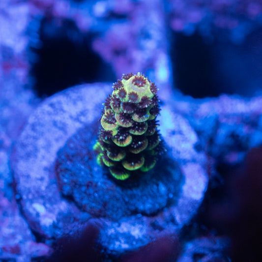 Assorted Acropora