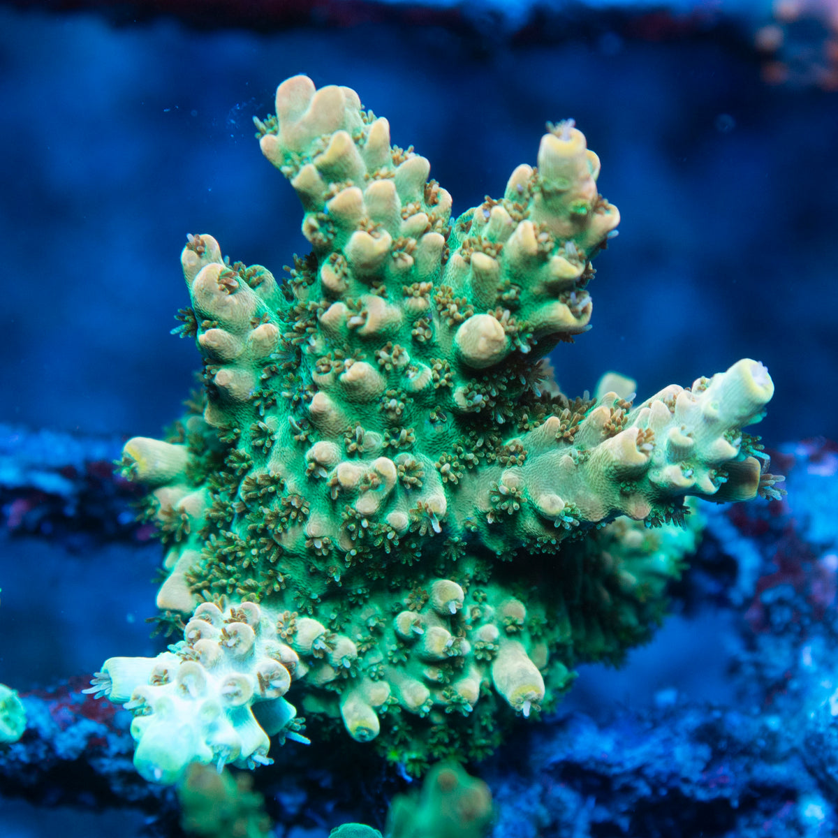 Assorted Acropora live reef coral - AquaGemCorals