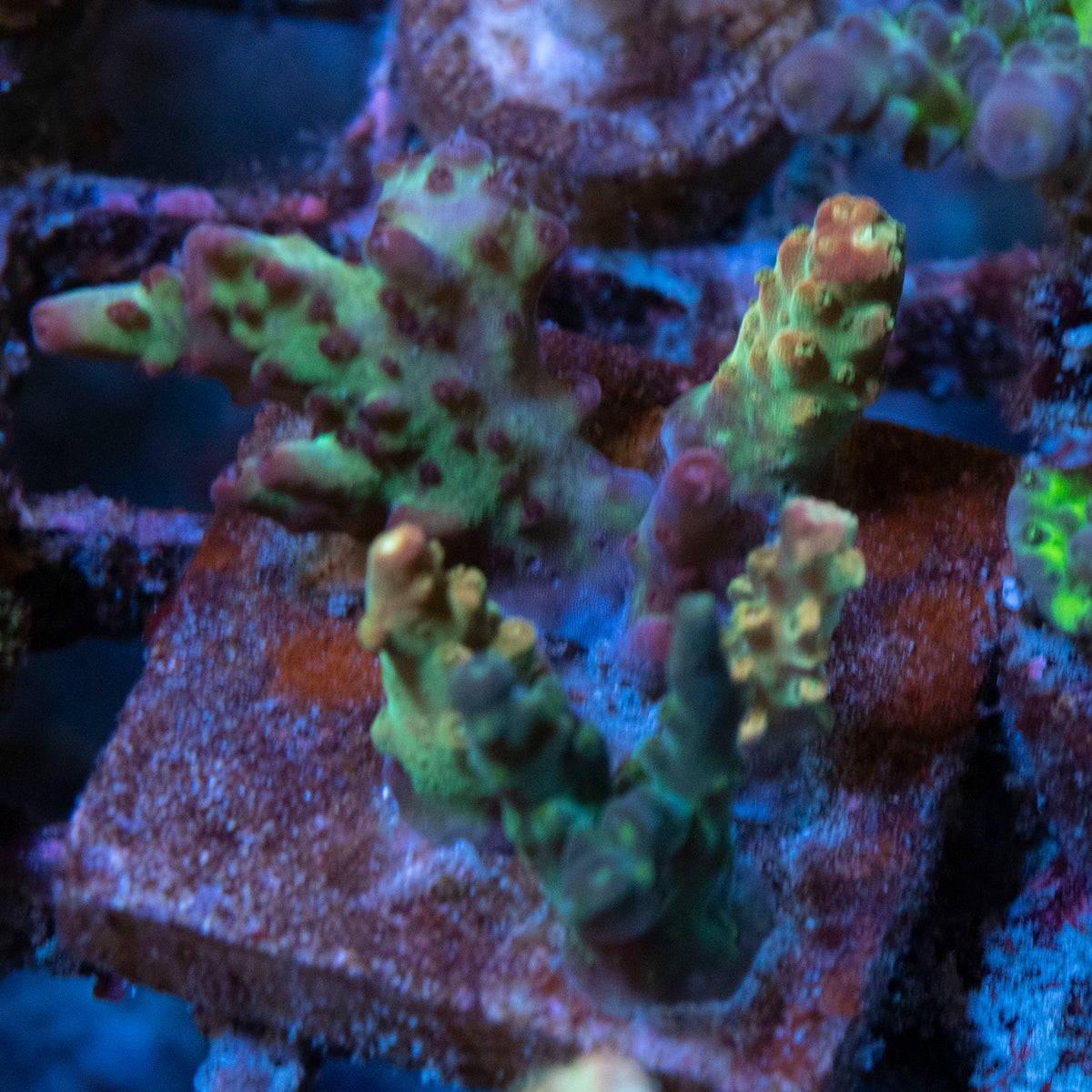 Assorted Acropora coral frag from AquaGem Corals