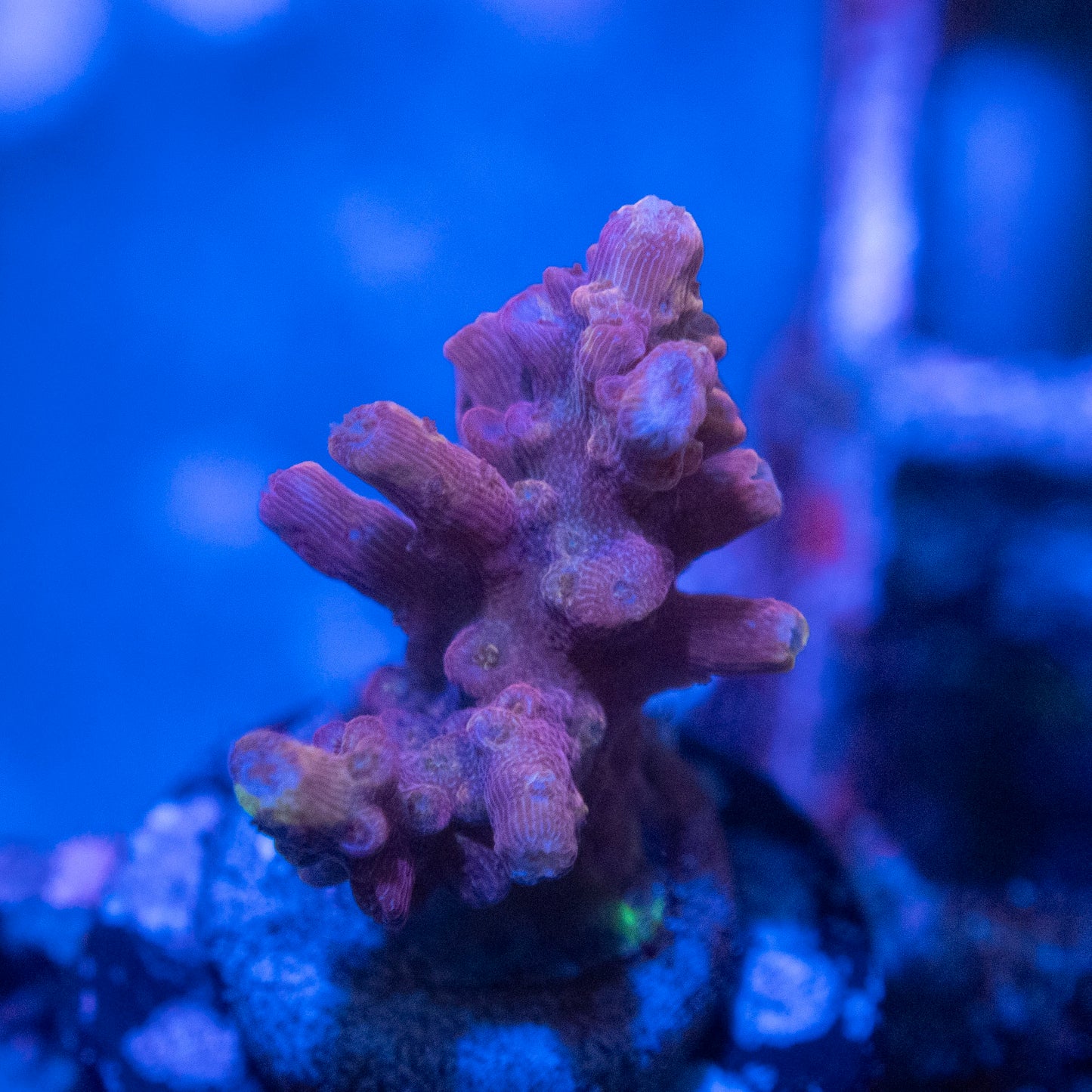 Assorted Acropora