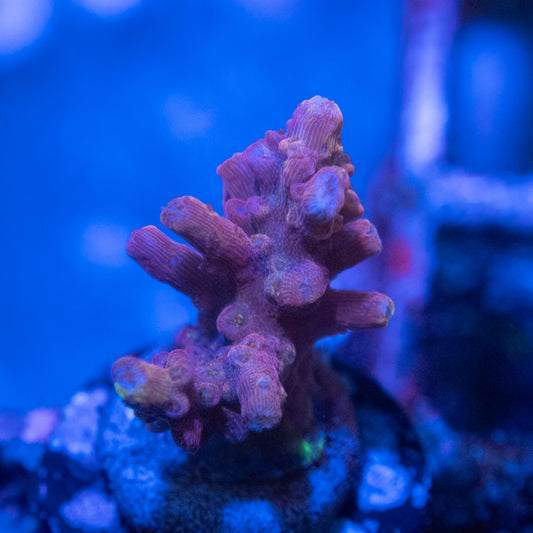 Assorted Acropora
