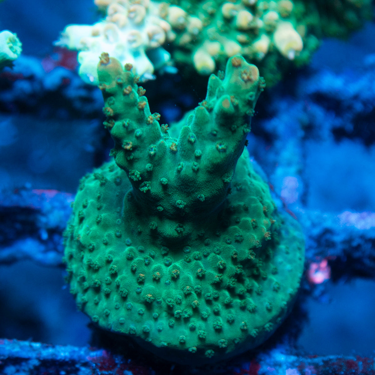 Assorted Acropora live reef coral - AquaGemCorals