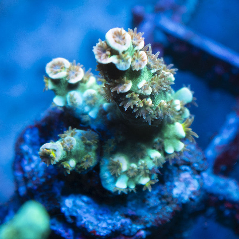 Assorted Acropora live coral for reef aquarium