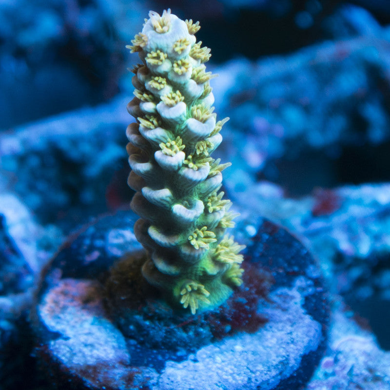 Assorted Acropora live coral for reef aquarium