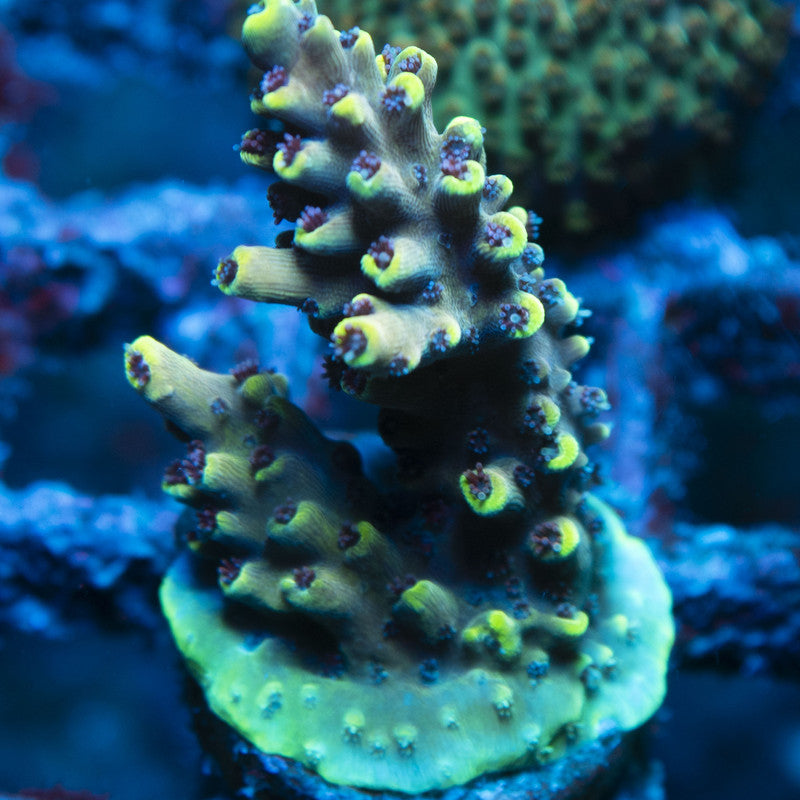 Assorted Acropora live coral for reef aquarium