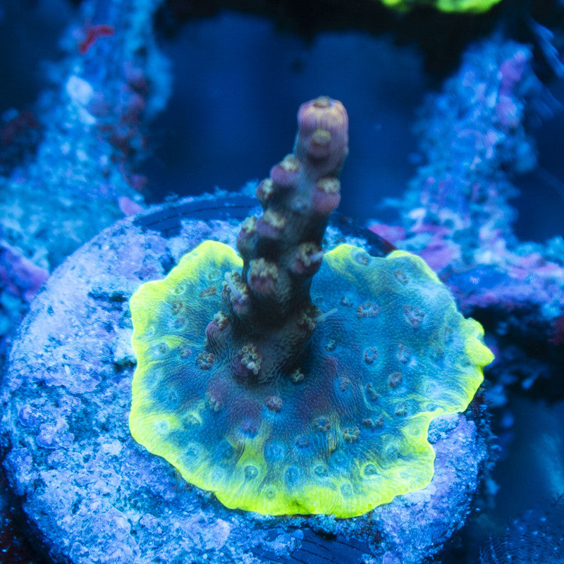 Assorted Acropora live coral for reef aquarium
