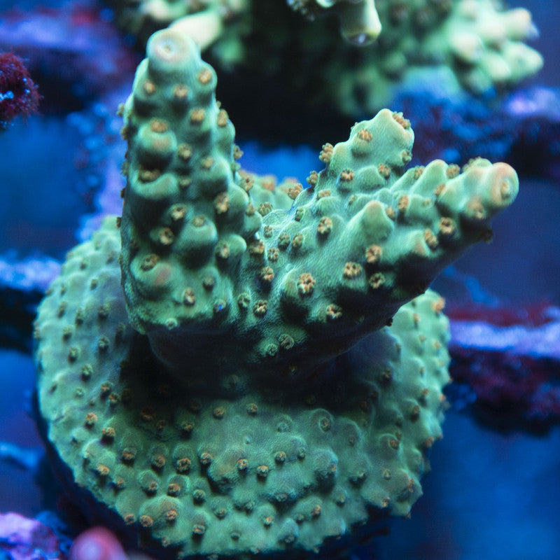 Assorted Acropora live coral for reef aquarium