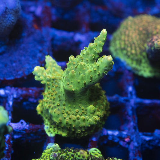 Assorted Acropora