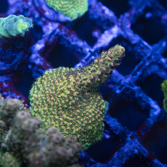Assorted Acropora