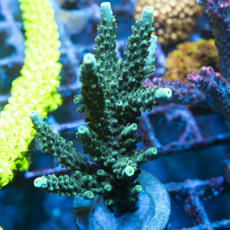 Assorted Acropora live coral for reef aquarium