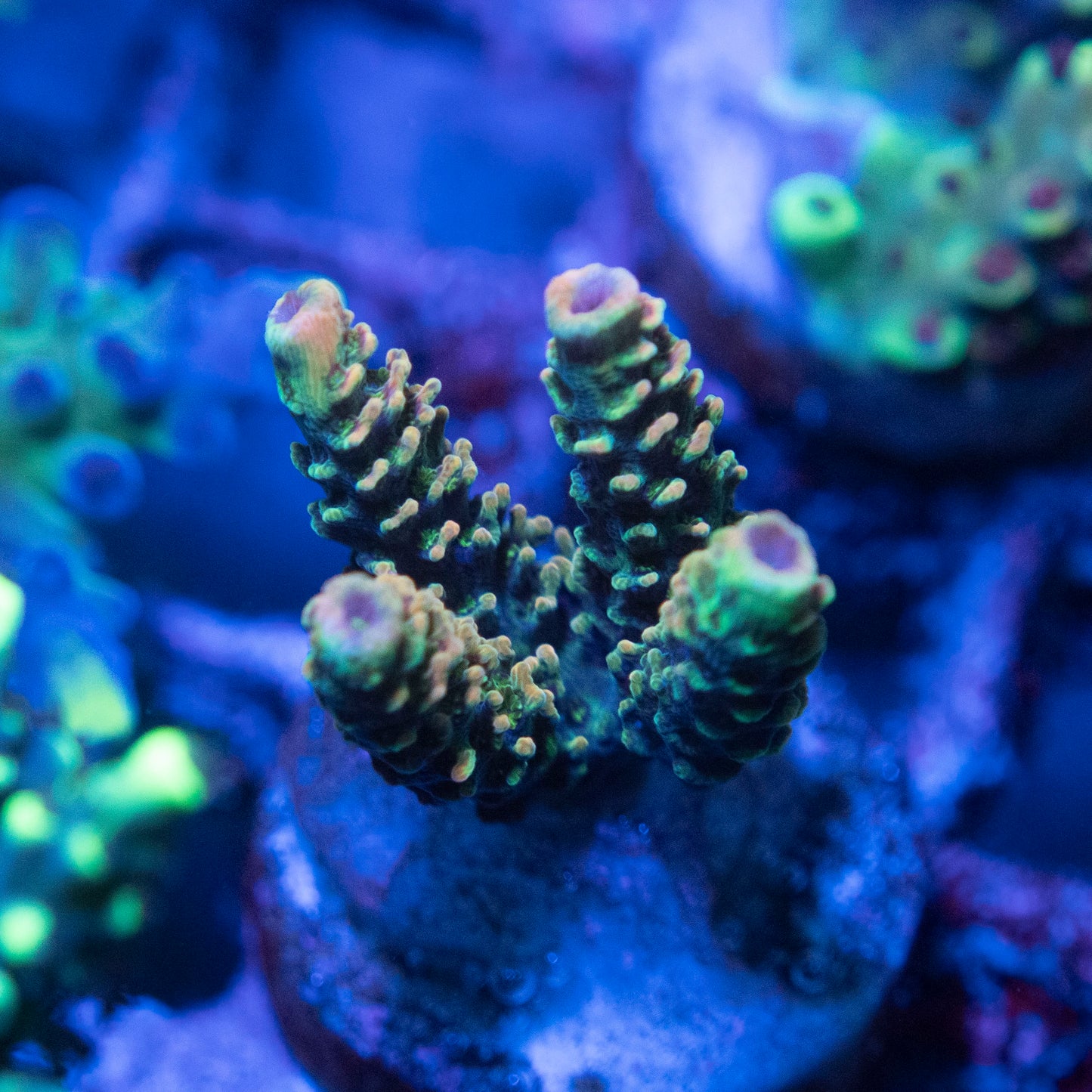 Assorted Acropora