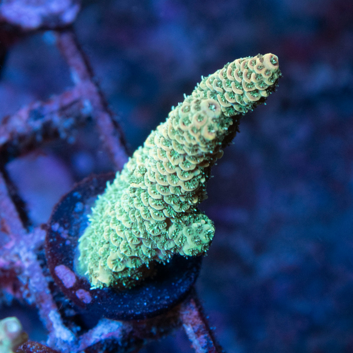 Assorted Acropora coral frag from AquaGem Corals