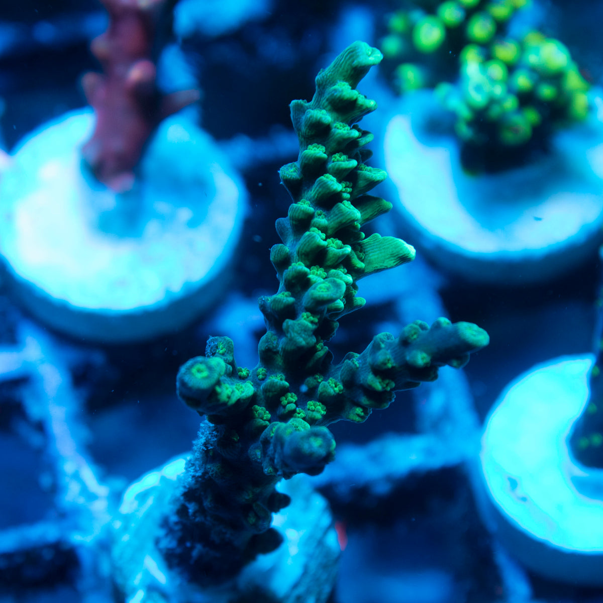 Assorted Acropora live reef coral - AquaGemCorals