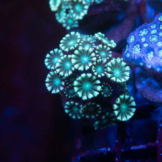 Assorted Alveopora