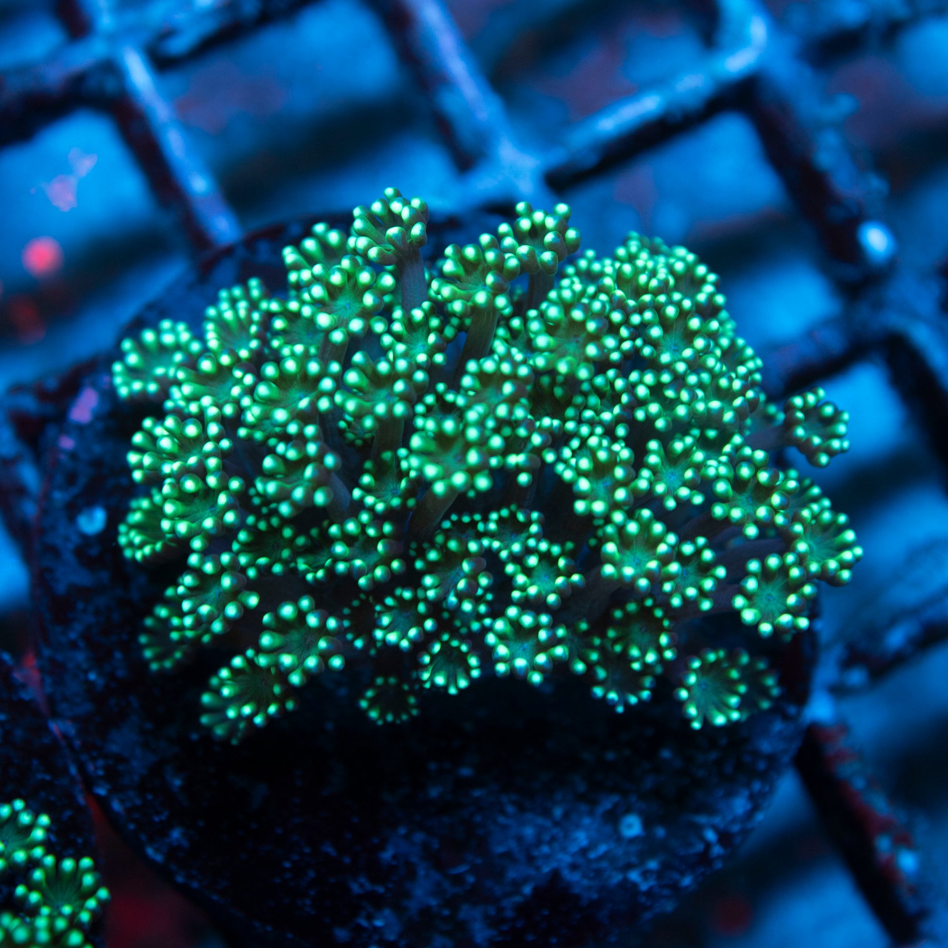 Assorted Alveopora live coral for saltwater reef aquarium
