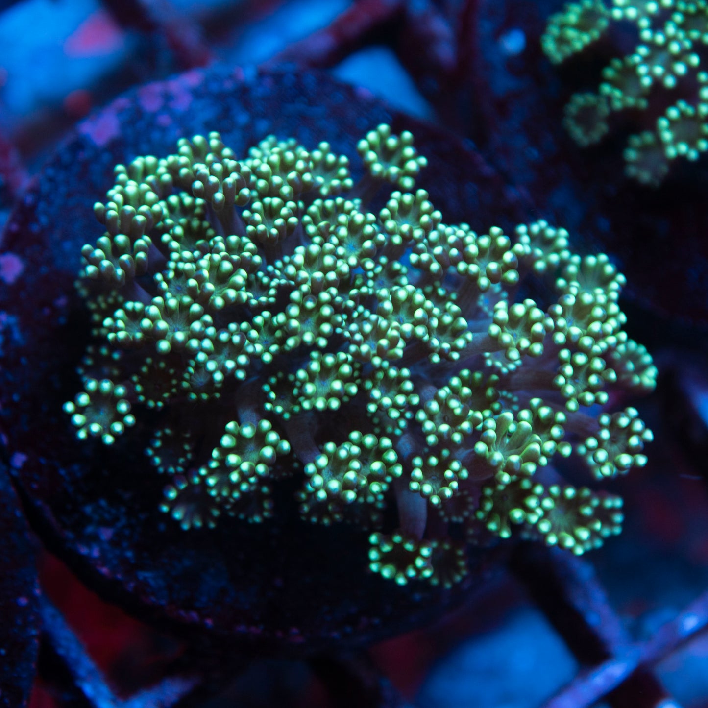 Assorted Alveopora live coral for saltwater reef aquarium