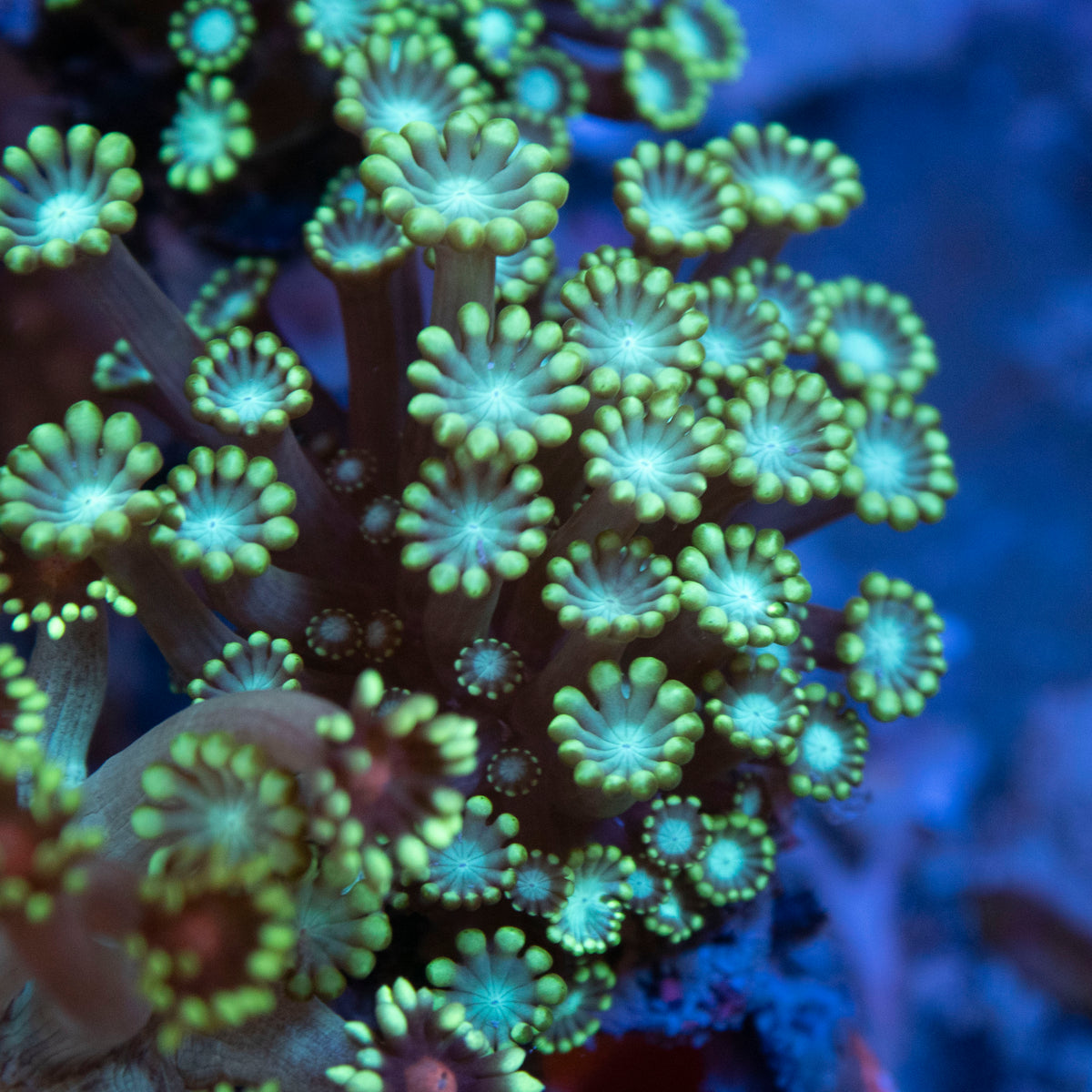 Assorted Alveopora coral frag from AquaGem Corals