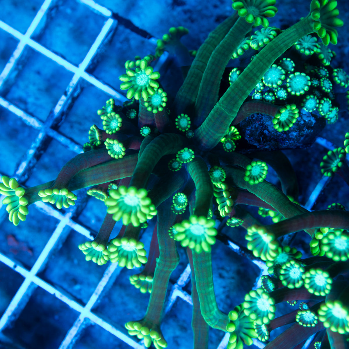 Assorted Alveopora live reef coral - AquaGemCorals