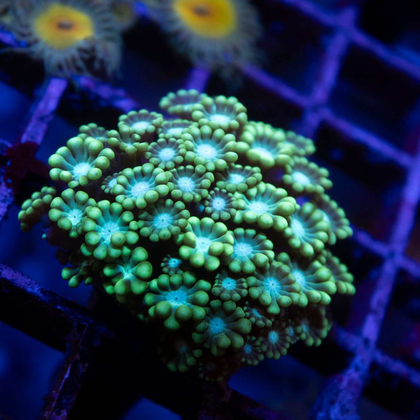 Assorted Alveopora live coral for saltwater reef aquarium
