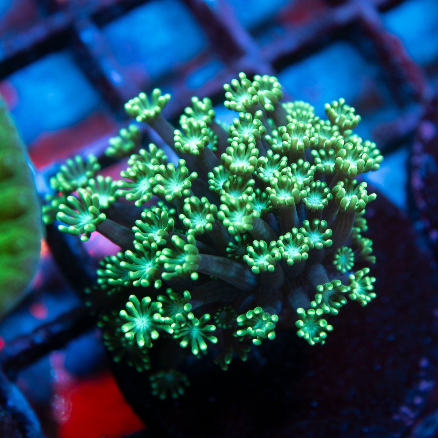 Assorted Alveopora live coral for saltwater reef aquarium