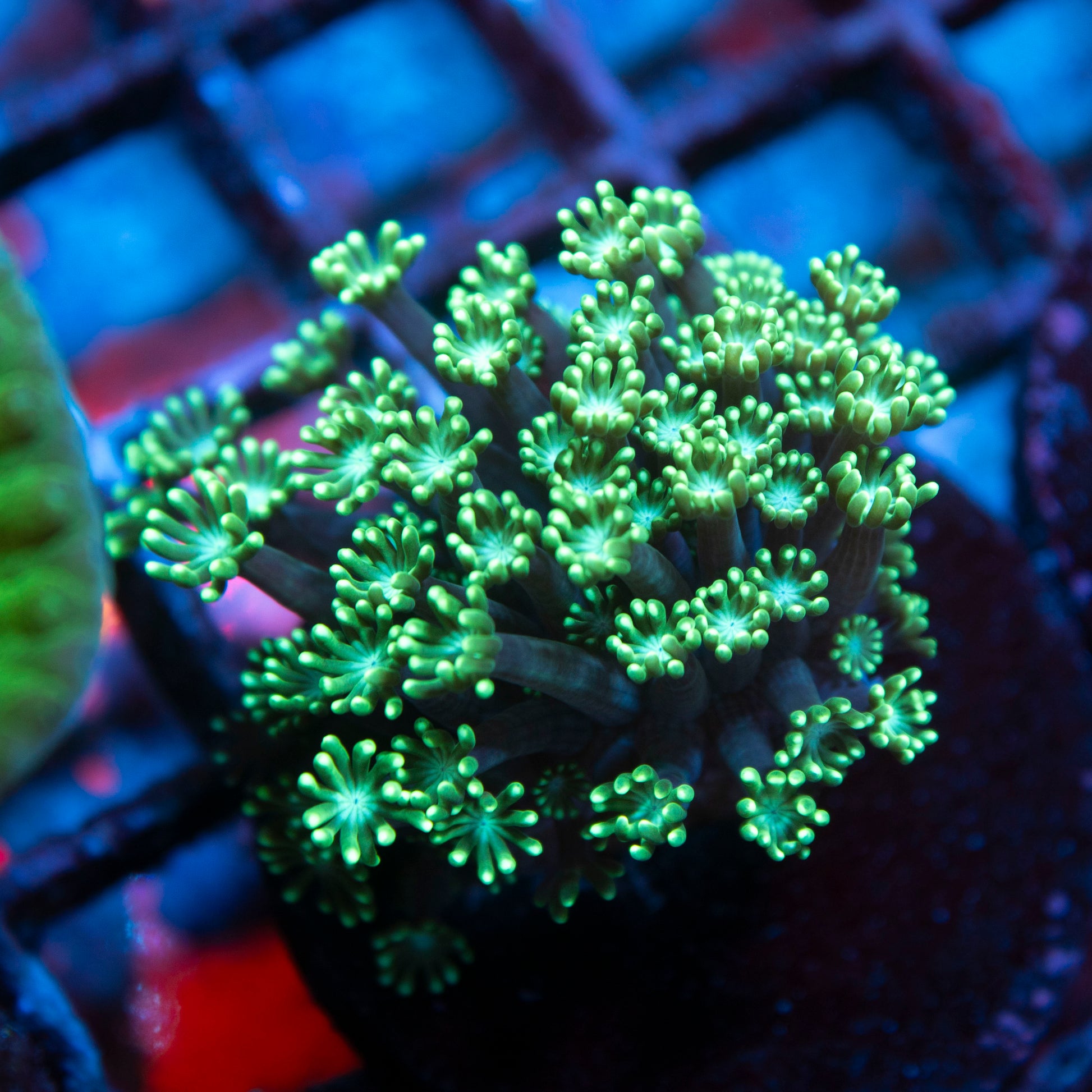 Assorted Alveopora live coral for saltwater reef aquarium