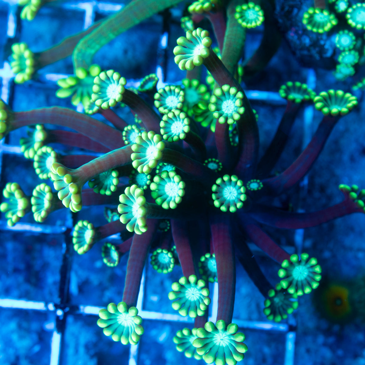 Assorted Alveopora live reef coral - AquaGemCorals