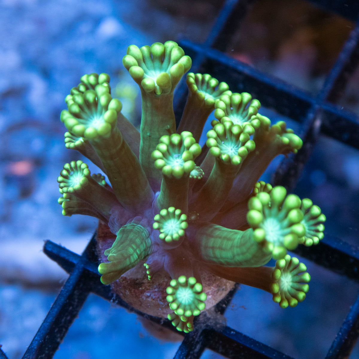 Assorted Alveopora coral frag from AquaGem Corals