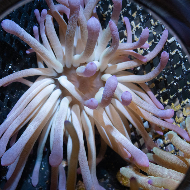 Assorted Anemone - AquaGemCorals