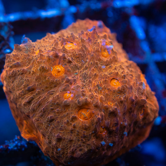 Assorted Chalice (2) WYSIWYG coral from AquaGemCorals