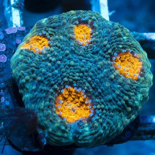 Assorted Chalice live coral for reef aquarium