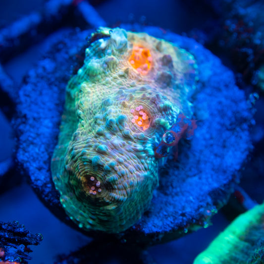 Assorted Chalice WYSIWYG coral from AquaGemCorals