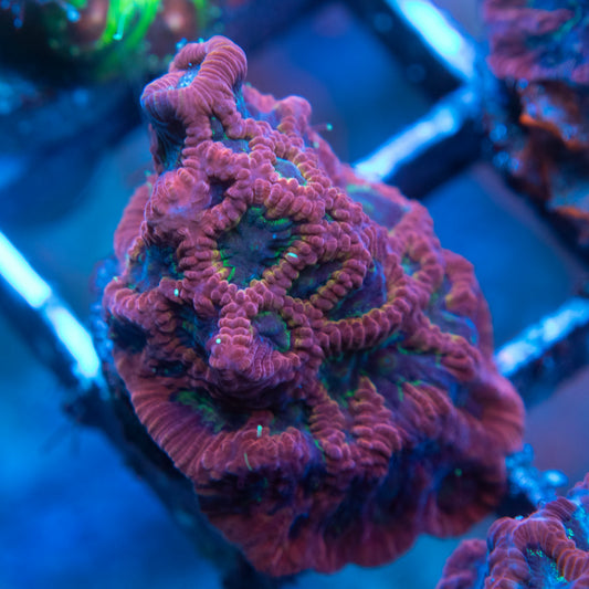 Assorted Favites (2) WYSIWYG coral from AquaGemCorals