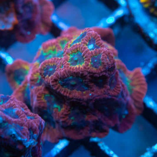 Assorted Favites WYSIWYG coral from AquaGemCorals