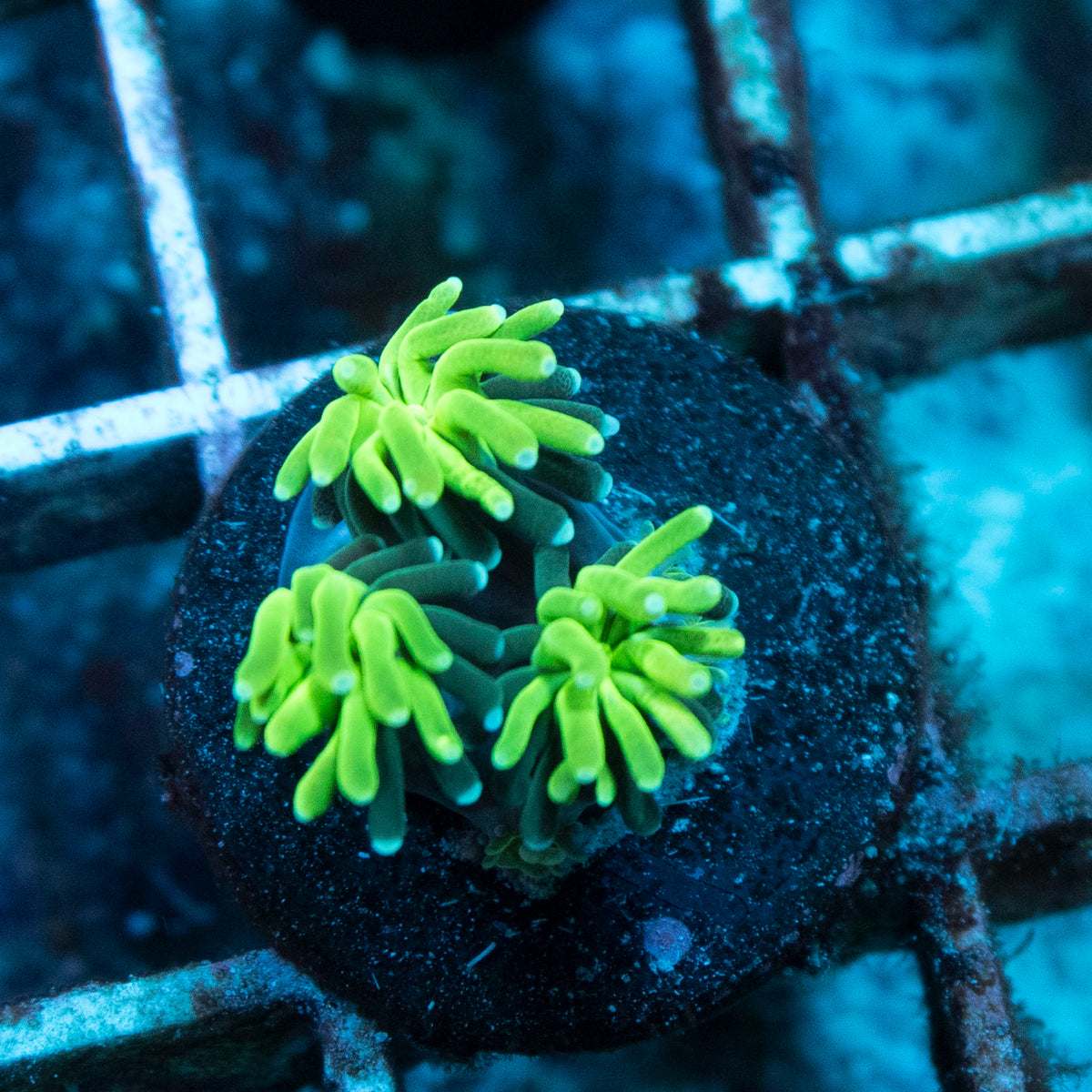 Assorted Galaxea coral frag from AquaGem Corals