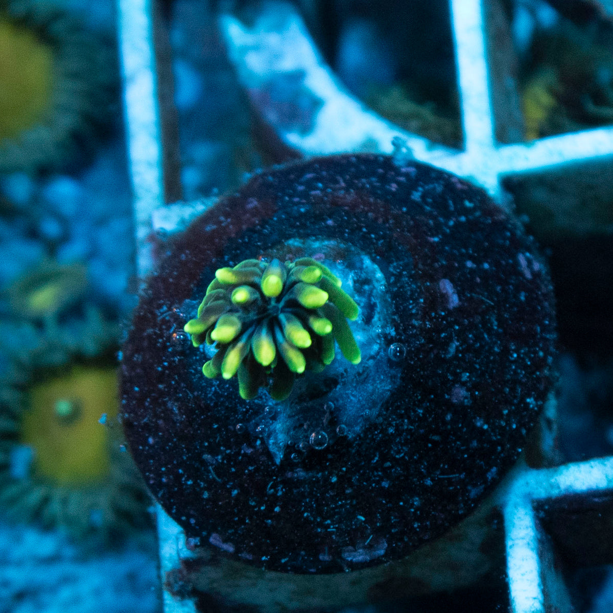 Assorted Galaxea coral frag from AquaGem Corals