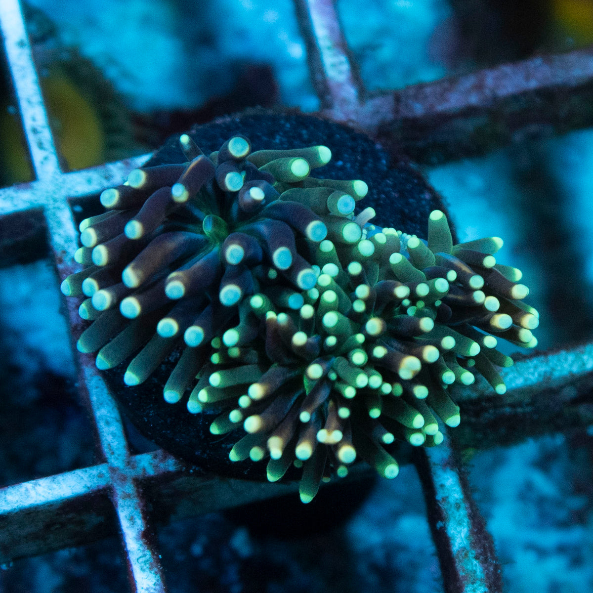 Assorted Galaxea coral frag from AquaGem Corals