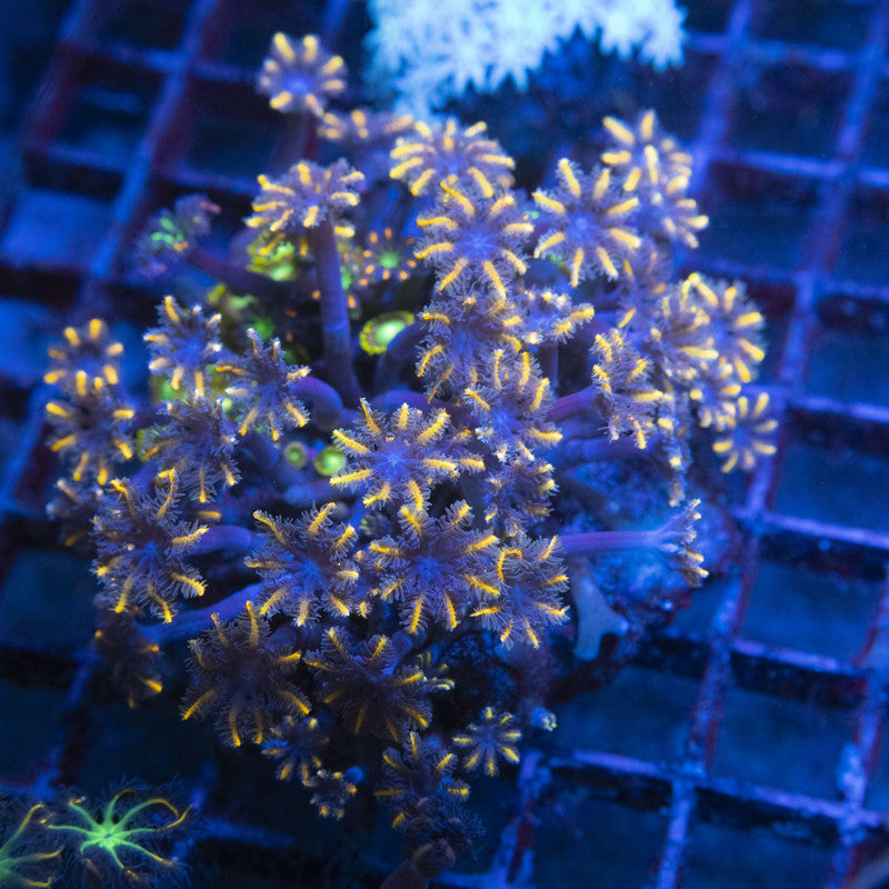 Assorted Rock WYSIWYG live coral for sale at AquaGemCorals
