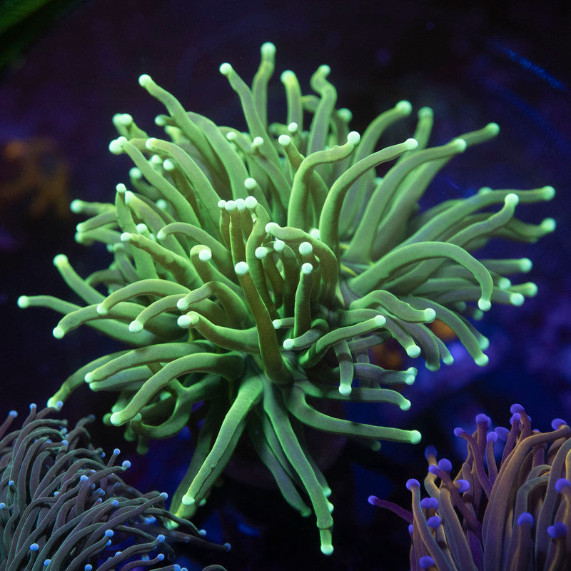 Assorted Torch - AquaGemCorals