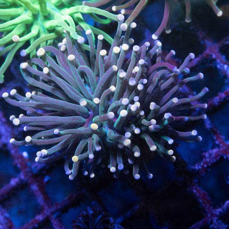 Assorted Torch - AquaGemCorals