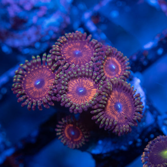Assorted Zoa  WYSIWYG coral from AquaGemCorals